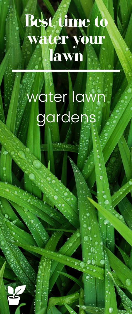 Best time to water your lawn Watering Your Lawn Tips home guides