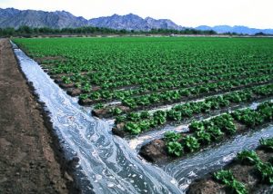 Ditch Irrigation - irrigation supplies store