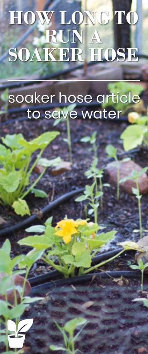 How Long to Run Soaker Hose? The Answer is Simple