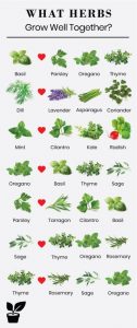 what herbs grow well together? - companion planting herbs