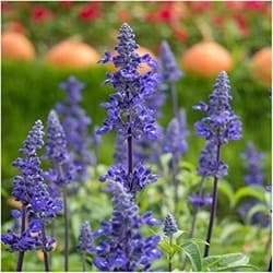 Decorative/floral herbs blue sage