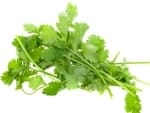 partial shade herbs coriander