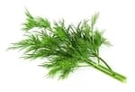 when to plant herbs - dill