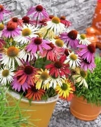 Decorative/floral herbs Echinacea
