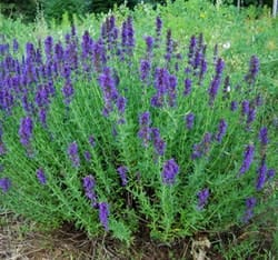 Decorative/floral herbs hyssop