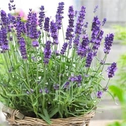 Decorative/floral herbs lavender
