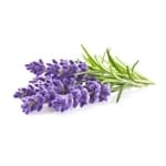 Fall/winter herbs lavender