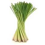 when to plant herbs - lemongrass