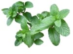 when to plant herbs - mint