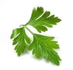 when to plant herbs - parsley