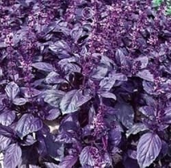 Decorative/floral herbs purple basil
