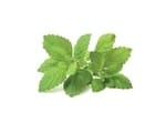 partial shade herbs lemon balm