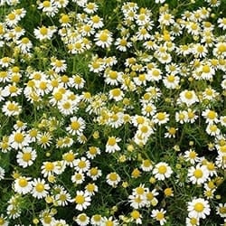 Decorative/floral herbs Roman chamomile