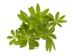 partial shade herbs sweet woodruff