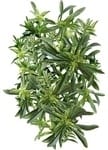 Fall/winter herbs Winter savory
