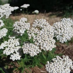 Decorative/floral herbs Yarrow