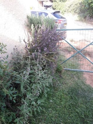 basil companion plants - my holy basil grow between sage to rosemary! for 4 years now