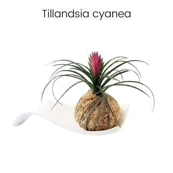 Tillandsia cyanea air plant|Different types of air plants Tillandsia