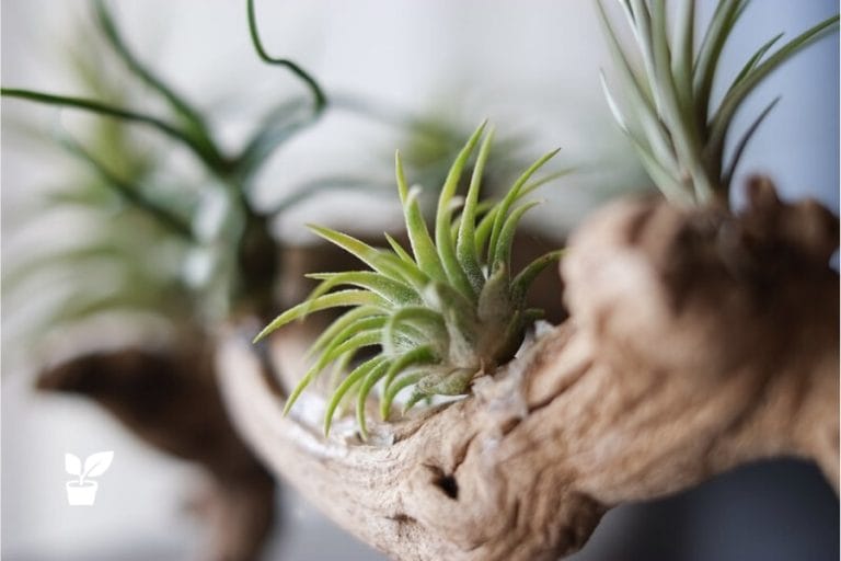 What Are Air Plants? Complete Air Plants Guide irrigation supplies