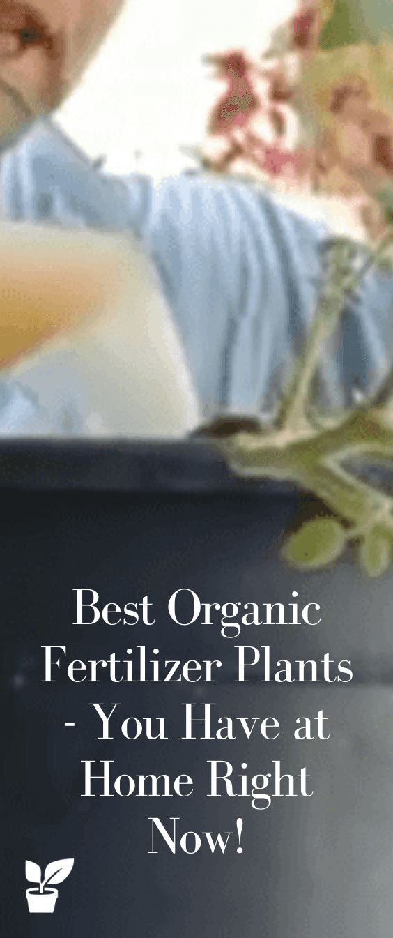 Best Organic Fertilizer Plants You Have at Home Right Now