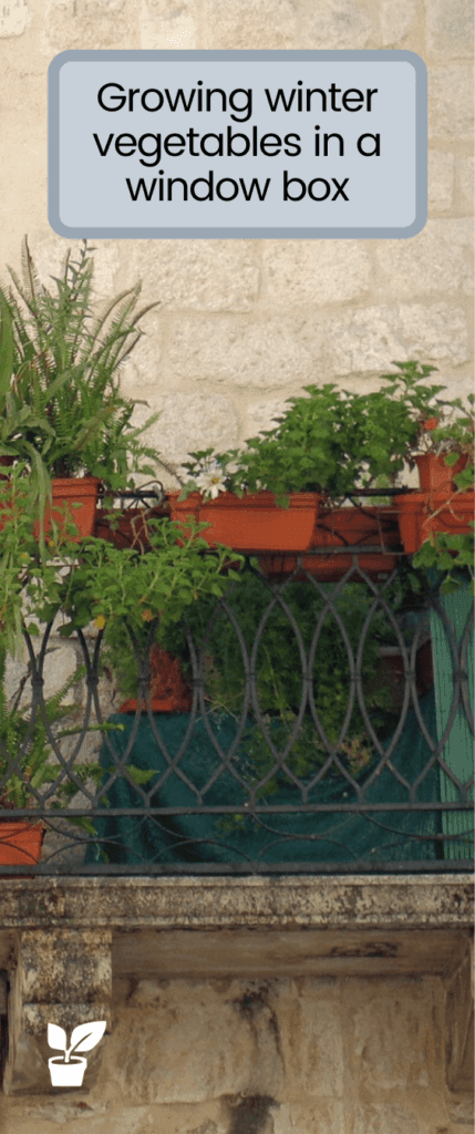 List of vegetables visual data 5