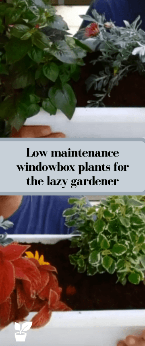 Low Maintenance Window box Plants For Lazy Gardener