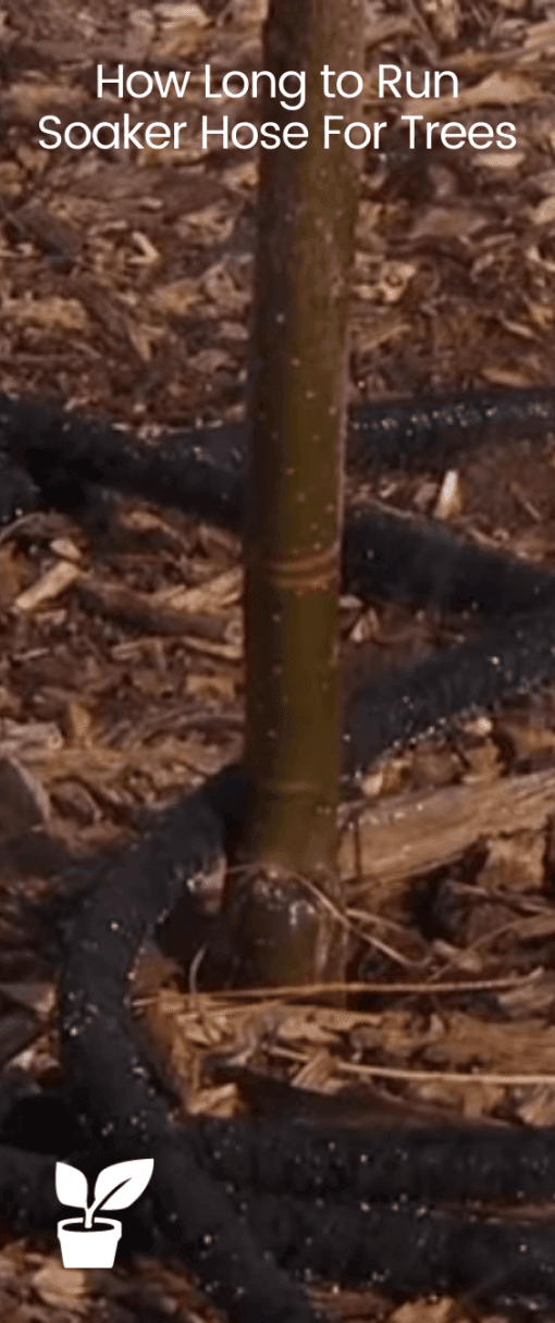 How Long to Run Soaker Hose For Trees? The answer is simple!