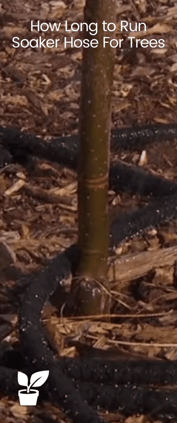 How Long to Run Soaker Hose For Trees? The answer is simple!