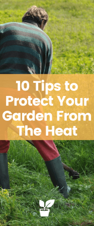 With increasingly hot summers and more and more heatwaves, it is important to know how to protect your garden from the heat and the sun. Here are 10 important tips on how to protect your garden from the heat. gardening in extreme heat | gardening in heat | gardening in the heat | summer gardening ideas.