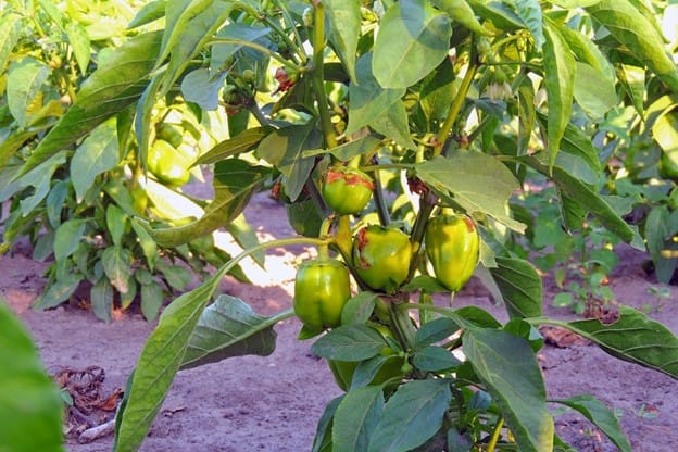 How to plant bell Peppers from seeds