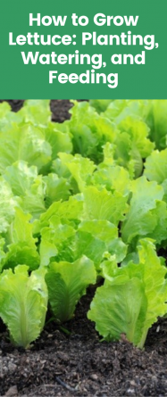 Growing lettuce is easy, and it can be utilized in various dishes and medical treatments. So let's discover how to grow lettuce? 👉 For more quality gardening insight, follow: @irrigationsupplies #Lettuce #LettucePlanters #LettucePlanting. lettuce planting how to grow | lettuce planting ideas | lettuce planters DIY | how lettuce grows | how to grow lettuce at home | how to grow lettuce from scraps | how to plant lettuce seeds | how to grow romaine lettuce | how to grow lettuce in containers.