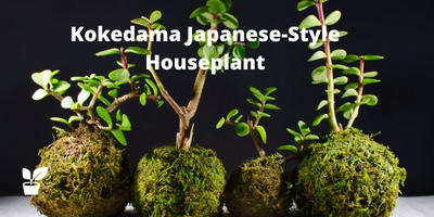 Kokedama Japanese-Style Houseplant (1)