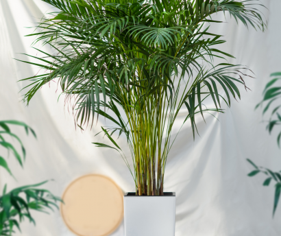 Areca Palm (Dypsis lutescens) a Non-Toxic Indoor Plants For Children and Animals