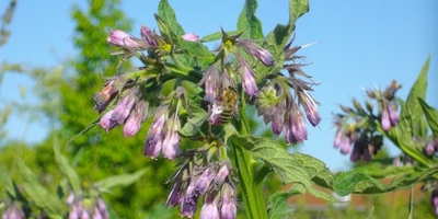Comfrey to attract bees