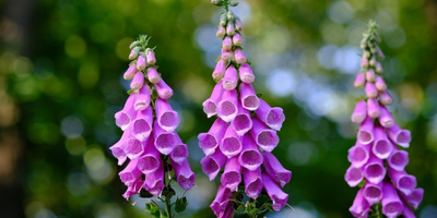 Foxgloves plant to attract bees