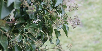 Ivy plant to attract bees