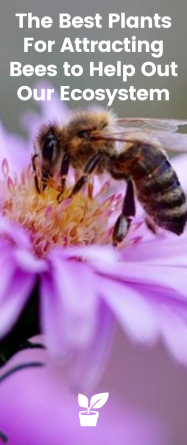 The Best Plants For Attracting Bees to Help Out Our Ecosystem