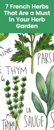 7 French Herbs That Are a Must in Your Herb Garden